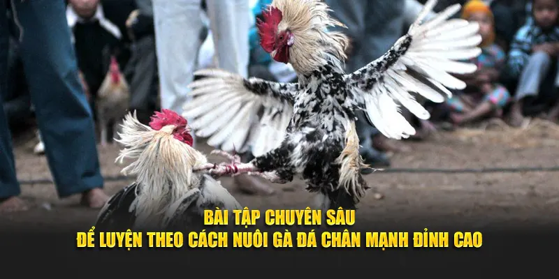 Bài tập chuyên sâu để luyện theo cách nuôi gà đá chân mạnh đỉnh cao