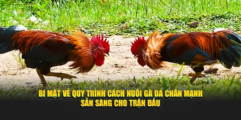 Bí mật về quy trình cách nuôi gà đá chân mạnh sẵn sàng cho trận đấu