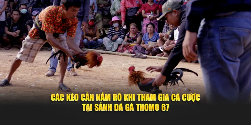 Các kèo cần nắm rõ khi tham gia cá cược tại sảnh đá gà thomo 67