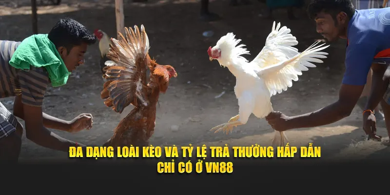 Đa dạng loài kèo và tỷ lệ trả thưởng hấp dẫn chỉ có ở VN88