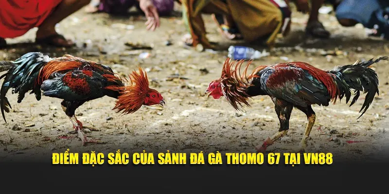 Điểm đặc sắc của sảnh đá gà thomo 67 tại VN88