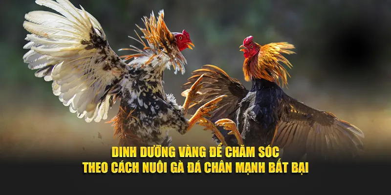 Dinh dưỡng vàng để chăm sóc theo cách nuôi gà đá chân mạnh bất bại
