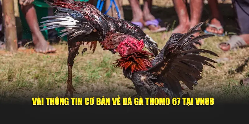 Vài thông tin cơ bản về đá gà thomo 67 tại VN88
