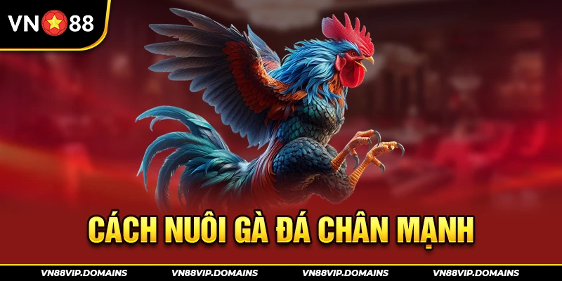 Cách nuôi gà đá chân mạnh