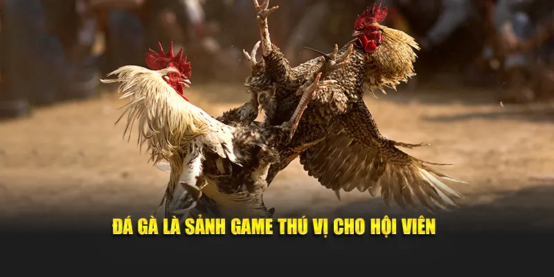 Đá gà là sảnh game thú vị cho hội viên