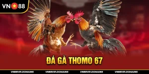 Đá gà Thomo 67