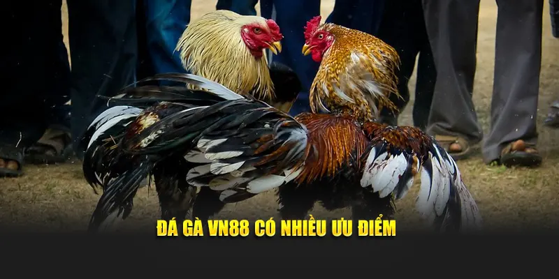 Đá gà VN88 có nhiều ưu điểm