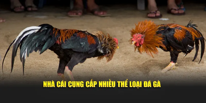 Nhà cái cung cấp nhiều thể loại đá gà